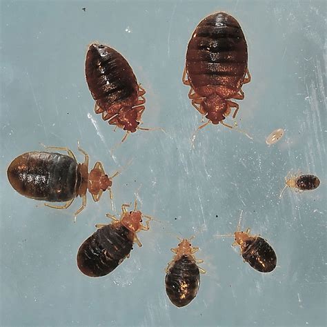 Bed bug larva. Things To Know About Bed bug larva. 